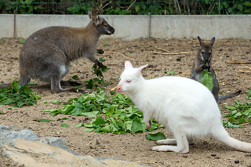 Image showing grazzing Red-necked Wallaby