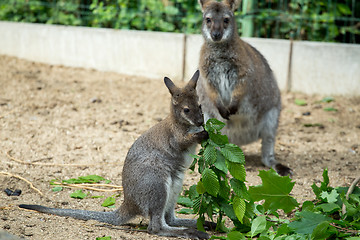 Image showing Red-necked Wallaby baby grazing