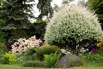 Image showing Beautiful spring garden design with rhododendron