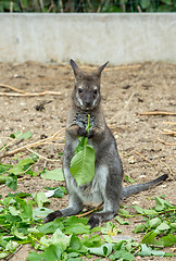 Image showing Red-necked Wallaby baby grazing