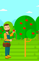 Image showing Farmer collecting apples.