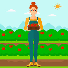 Image showing Farmer collecting tomatos.