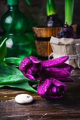 Image showing Bouquet of purple tulips