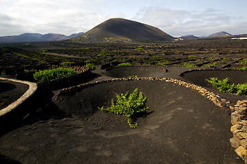 Image showing  viticulture  winery lanzarote spain la geria crops  cultivation