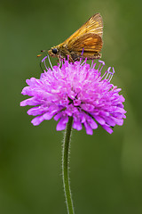 Image showing  little orange butterfly resting 