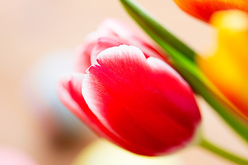 Image showing close up of tulip flowers