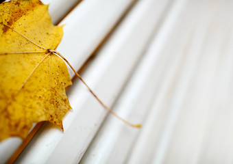 Image showing Yellow maple leaf on the bench.