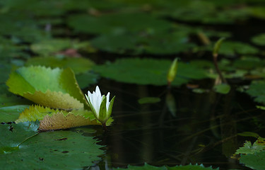 Image showing Water lily blooming