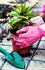 Image showing Plant aloe in pot