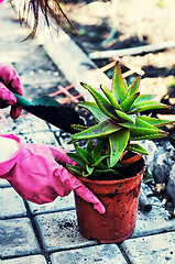 Image showing Plant aloe in pot