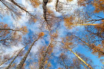 Image showing Birch trees. Low angle.