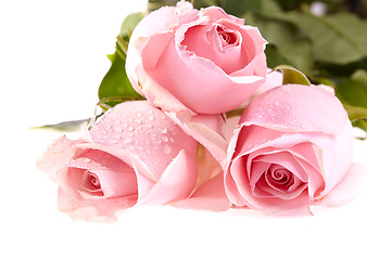 Image showing Three pink roses with water drops.