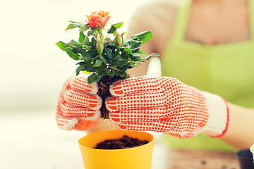 Image showing close up of woman hands planting roses in pot