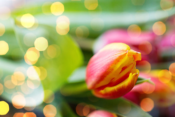 Image showing close up of tulip flowers