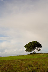 Image showing Vertical Lonely Tree