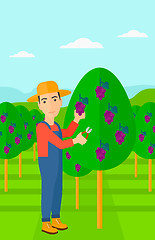 Image showing Farmer collecting grapes.