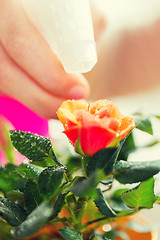 Image showing close up of woman hand spraying rose flower