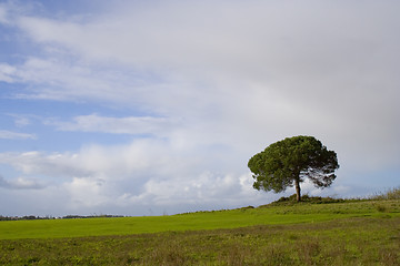 Image showing Lonely Tree II