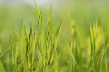 Image showing Green grass at sunset