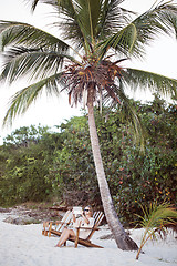 Image showing Woman relaxing under palm and making photos with pad