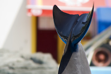 Image showing Dolfin Tail