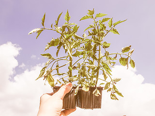 Image showing Retro looking Plug tomato plant