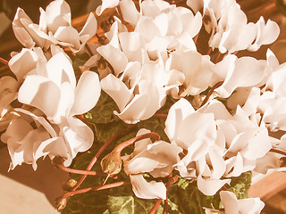 Image showing Retro looking Cyclamen