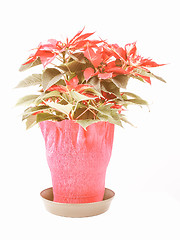 Image showing Retro looking Poinsettia