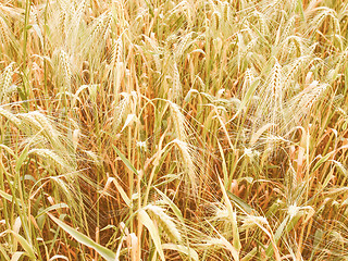 Image showing Retro looking Barleycorn field