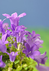 Image showing Spring flower bush Dalmatian bellflower