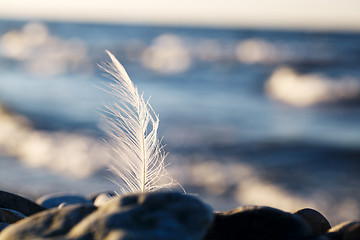 Image showing Seagull feather stuck in a rock at the seaside