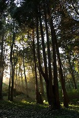 Image showing Light in the Forest