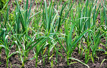 Image showing Plant garlic in the garden.