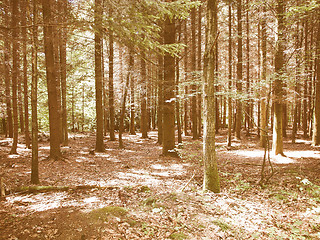 Image showing Retro looking Forest of trees