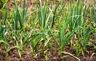 Image showing Plant garlic in the garden.