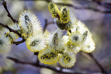 Image showing Blossoming branches of a willow.