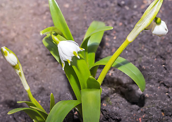 Image showing Snowdrops - the first spring flowers.