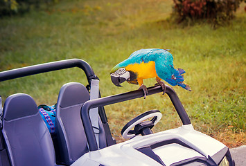 Image showing Parrot and baby the car on the lawn.