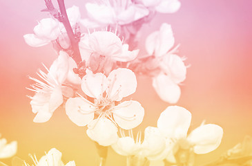 Image showing Branch of a blossoming apricot tree.