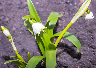 Image showing Snowdrops - the first spring flowers.