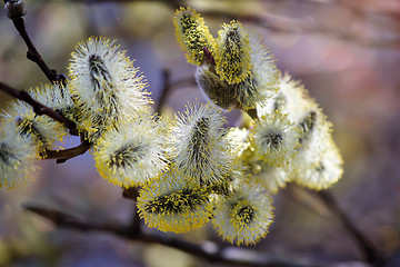 Image showing Blossoming branches of a willow.