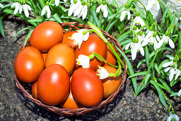 Image showing Easter eggs in a wicker basket and snowdrops.