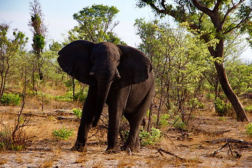 Image showing Elefant, Zentralafrika