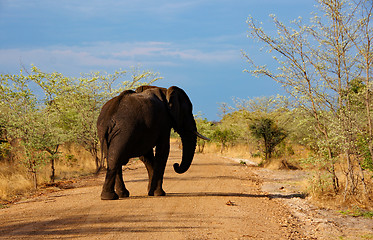 Image showing Elefant, Zentralafrika