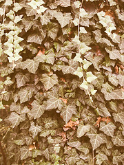 Image showing Retro looking Ivy picture