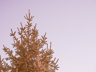 Image showing Retro looking Pine tree