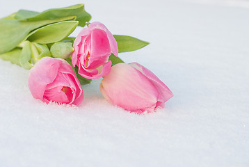 Image showing Spring card with tulips in the snow