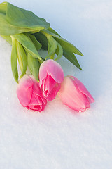 Image showing Spring card with tulips in the snow