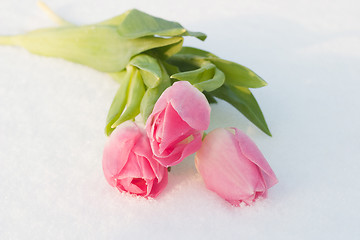 Image showing Spring card with tulips in the snow