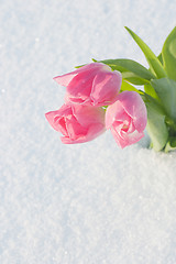 Image showing Spring card with tulips in the snow